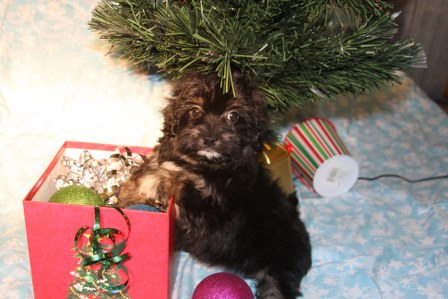 havanese-puppy